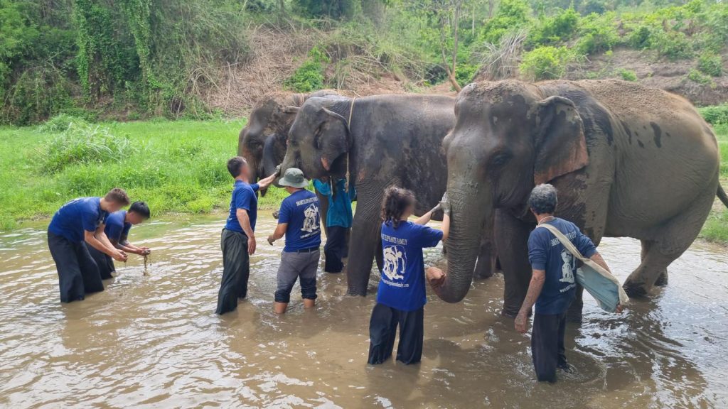 Helping 3 elephants get clean during weekend excursion at Thailand rehab